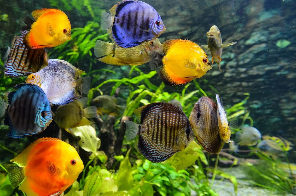 L'Aquarium de Paris prépare un monde numérique