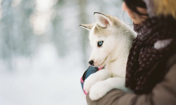 Nestlé Purina Petcare intègre sa stratégie de category management dans le métavers avec Blue Yonder et 3DVR Solutions